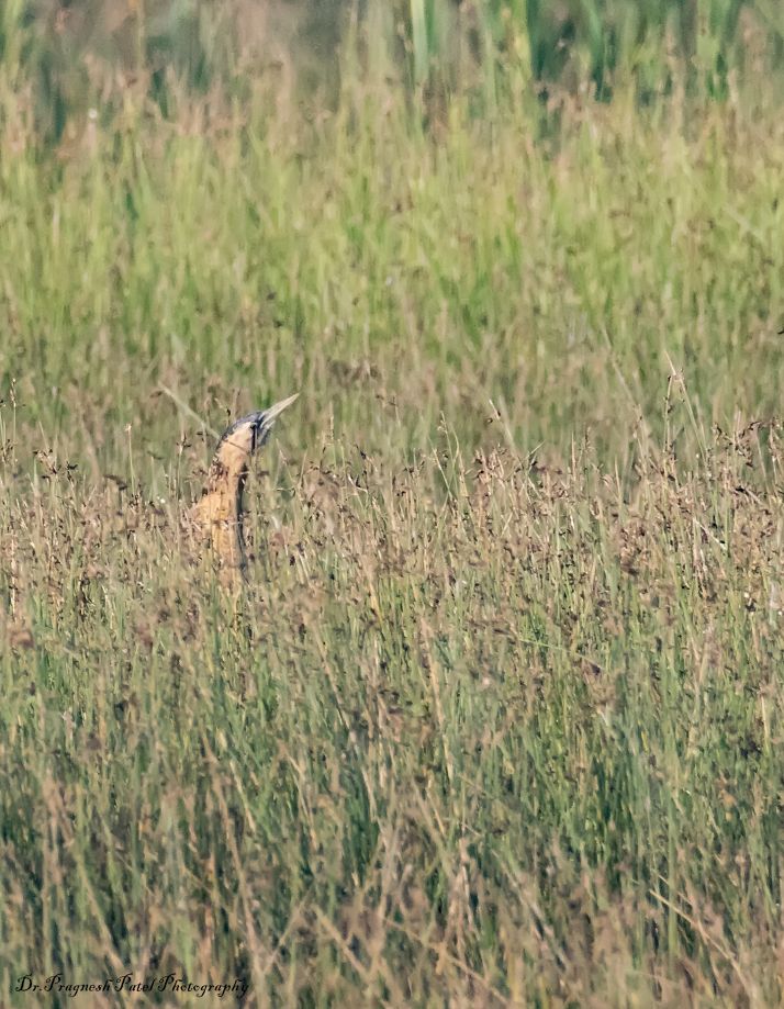 Great Bittern